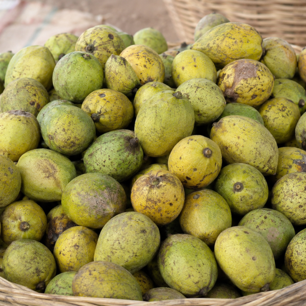 Shea nuts 2