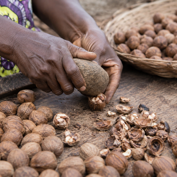 Shea nuts 3