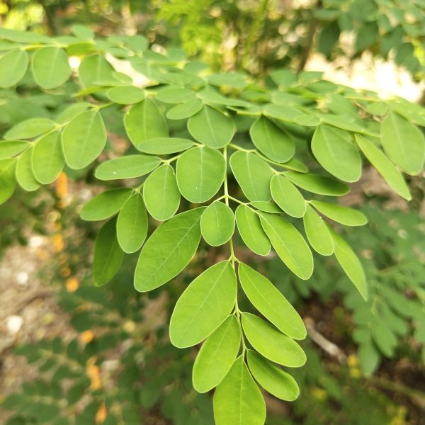 iskandar63-moringa-oleifera-4143419