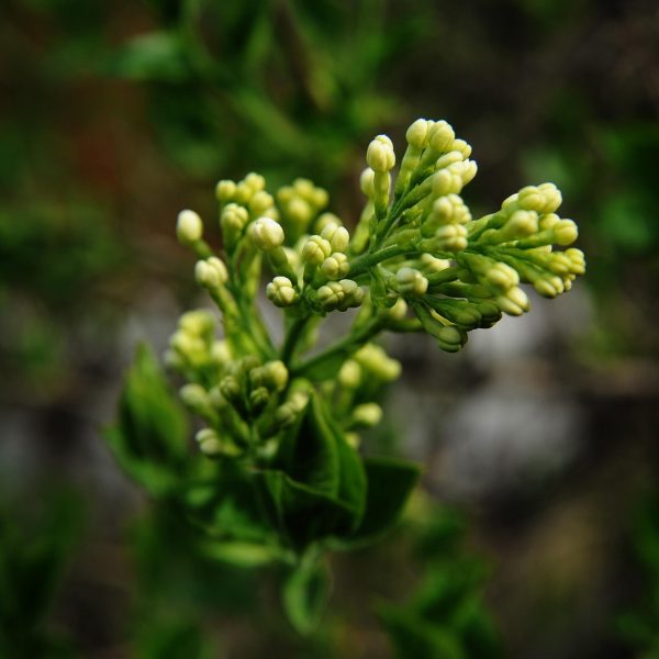 ysen-clove-4989158_1920